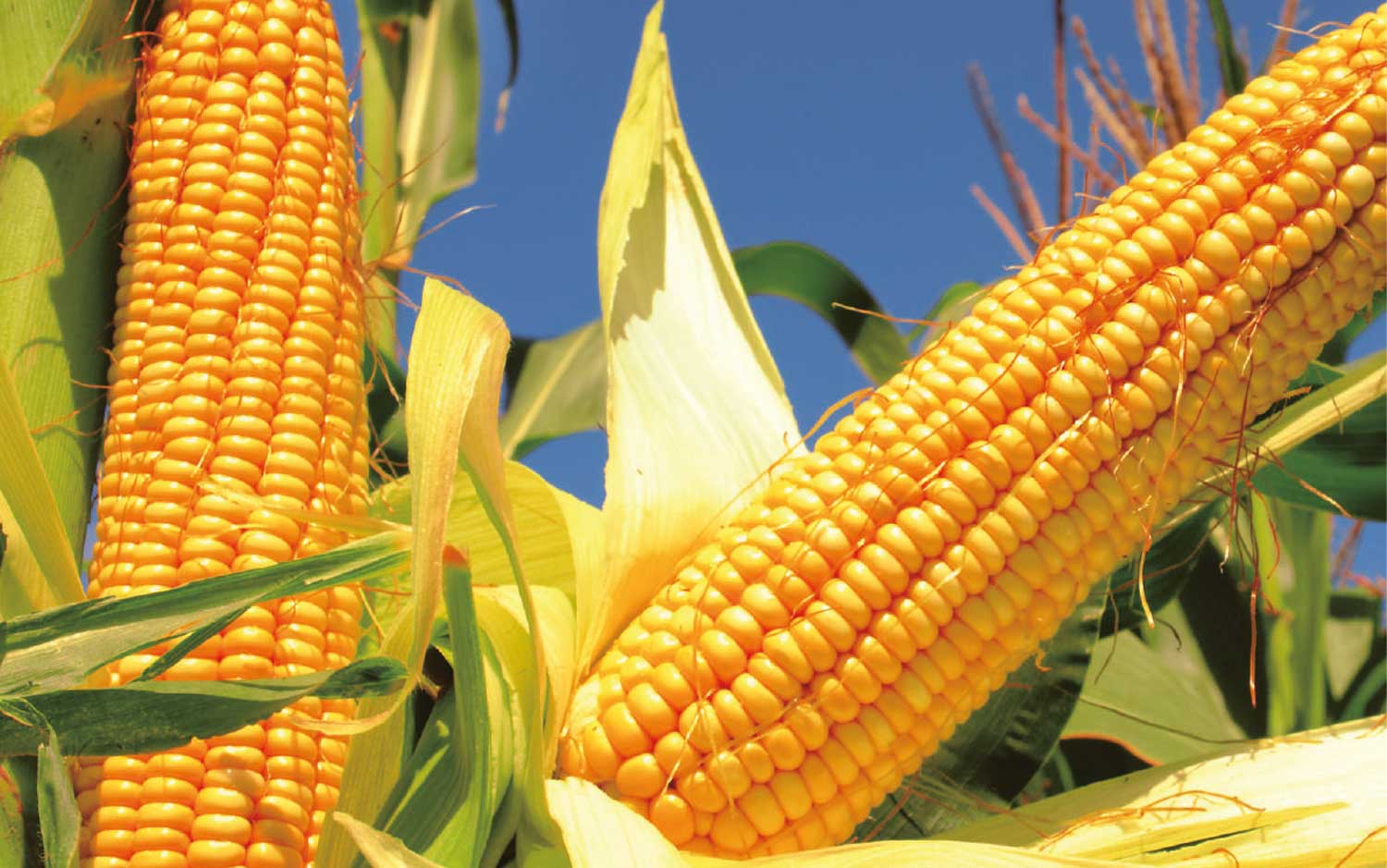 Mykotoksyny w kukurydzy
