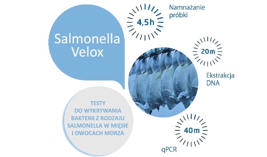 Salmonella Velox